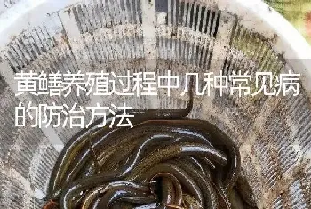 黄鳝养殖过程中几种常见病的防治方法