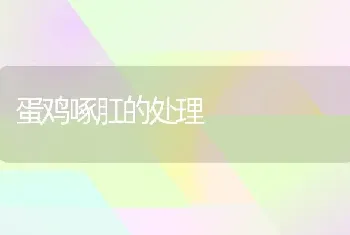 蛋鸡啄肛的处理