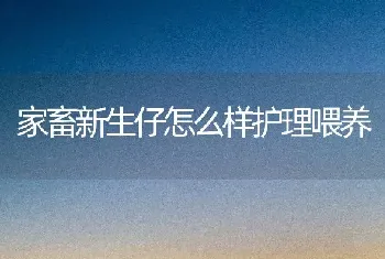 家畜新生仔怎么样护理喂养