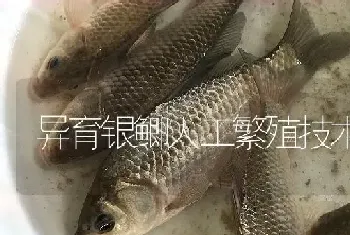 异育银鲫人工繁殖技术