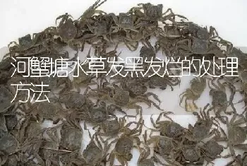 河蟹塘水草发黑发烂的处理方法