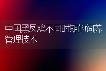 中国黑凤鸡不同时期的饲养管理技术