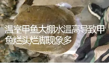 温室甲鱼大棚水温高导致甲鱼烂头烂脚现象多