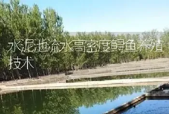 水泥池流水高密度鲟鱼养殖技术