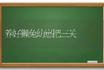 养好獭兔幼崽把三关