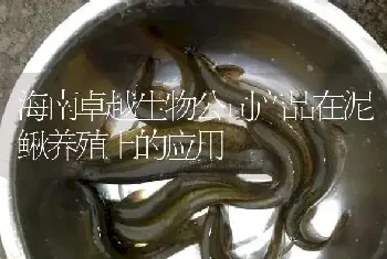 海南卓越生物公司产品在泥鳅养殖上的应用