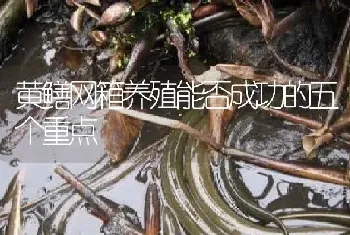 黄鳝网箱养殖能否成功的五个重点