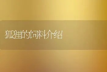 狐狸的饲料介绍