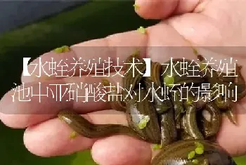 水蛭养殖池中亚硝酸盐对水蛭的影响