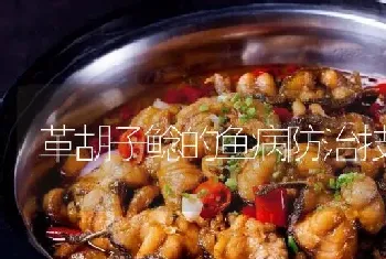 革胡子鲶的鱼病防治技术