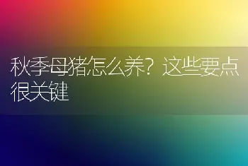 秋季母猪怎么养?这些要点很关键