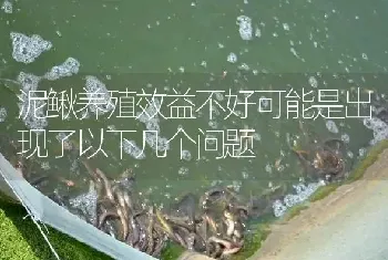 泥鳅养殖效益不好可能是出现了以下几个问题