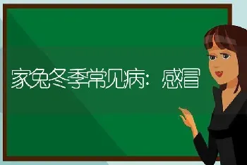 家兔冬季常见病:感冒