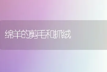 绵羊的剪毛和抓绒