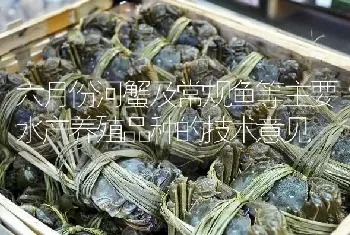 六月份河蟹及常规鱼等主要水产养殖品种的技术意见