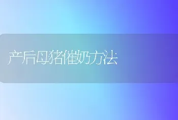 产后母猪催奶方法