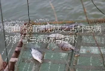 鳜鱼养殖常见病之舌杯虫病和斜管虫病防治技术