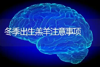 冬季出生羔羊注意事项