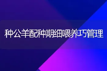 种公羊配种期细喂养巧管理