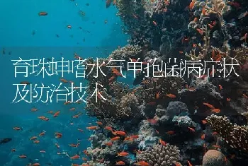 育珠蚌嗜水气单孢菌病症状及防治技术