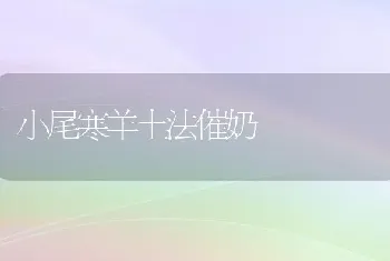 小尾寒羊土法催奶