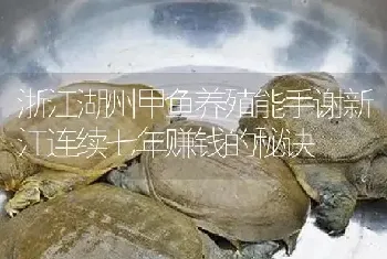 浙江湖州甲鱼养殖能手谢新江连续七年赚钱的秘诀