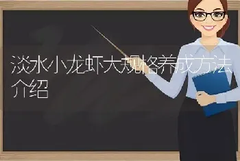 淡水小龙虾大规格养成方法介绍