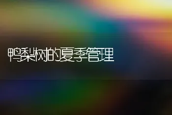 鸭梨树的夏季管理