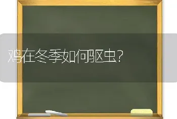 鸡在冬季如何驱虫?