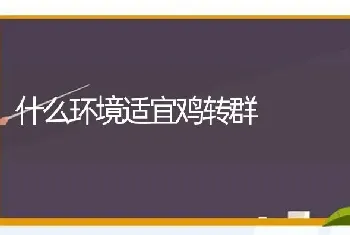 什么环境适宜鸡转群