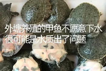 外塘养殖的甲鱼不愿意下水很可能是水质出了问题