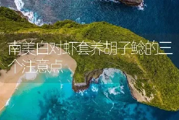 南美白对虾套养胡子鲶的三个注意点