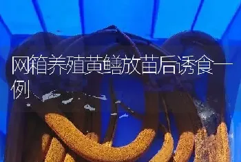 网箱养殖黄鳝放苗后诱食一例