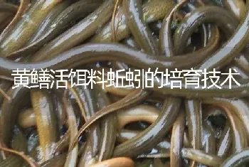 黄鳝活饵料蚯蚓的培育技术