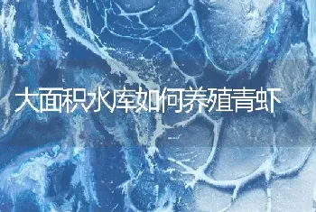 大面积水库如何养殖青虾