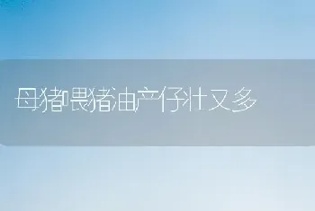 母猪喂猪油产仔壮又多