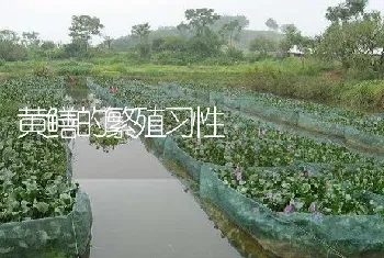 黄鳝的繁殖习性