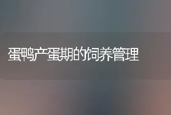 蛋鸭产蛋期的饲养管理