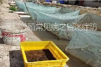 黄鳝养殖常见病之昏迷症防治技术