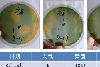 一个中造虾15口塘全部成功的对虾养殖户的弧菌防控经验