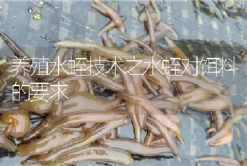 养殖水蛭技术之水蛭对饵料的要求