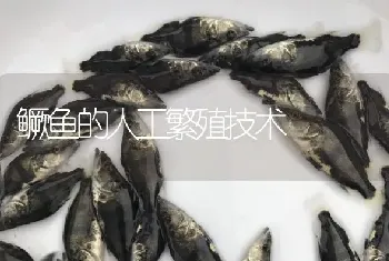 鳜鱼的人工繁殖技术