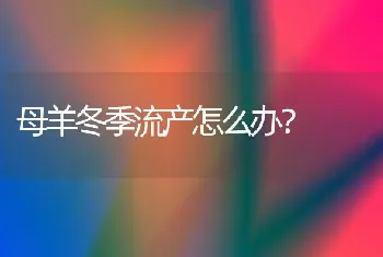 母羊冬季流产怎么办?