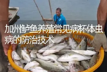 加州鲈鱼养殖常见病杯体虫病的防治技术