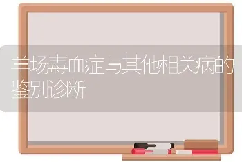 羊场毒血症与其他相关病的鉴别诊断