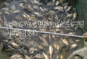 鳜鱼养殖常见病细菌性烂鳃病防治技术