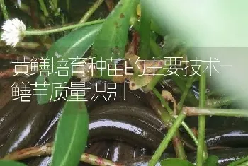 黄鳝培育种苗的主要技术-鳝苗质量识别