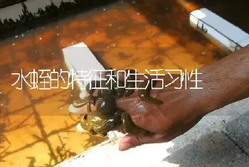 水蛭的特征和生活习性