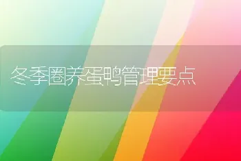 冬季圈养蛋鸭管理要点