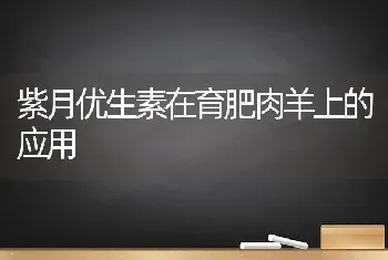 紫月优生素在育肥肉羊上的应用